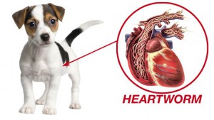 Dog Has Heartworms