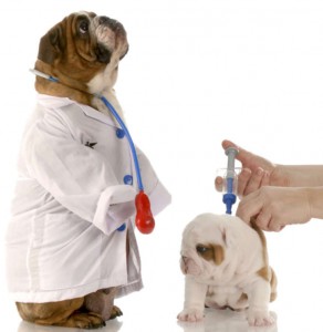 Vaccination Pets Before Going To Dog Park