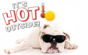 pet safety tips during summer