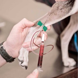 blood tests in pets