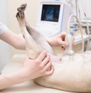 ultrasound-for-dogs