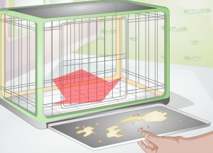 Cleaning Of A Dog Crate