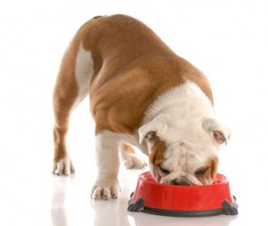 nutritional-doggie-diet