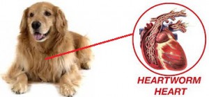 Heartworms Diseases in Pets