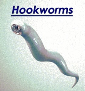 Hookworms Parasites in Pets