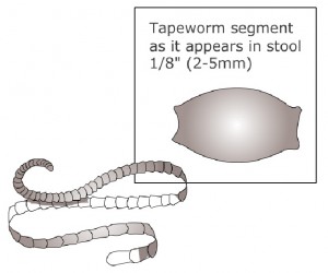 Tapeworm Infection in Pets