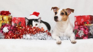 Keep-Your-Pet-Safe-And-Healthy-During-Holidays-Season-Celebration