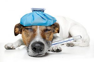 Dog Has Fever Due To Infestation