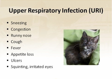 Symptoms Of Cat Upper Respiratory Infection