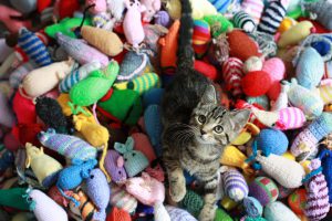 Keep Your Kitty Occupied - Budget Pet World