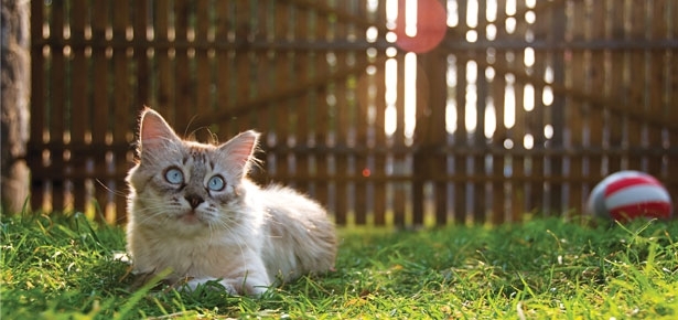 Heat Stroke in Cats - 7 Possible Dangers That Linger Around For Outdoor Loving Cats - Budget Pet World Blog