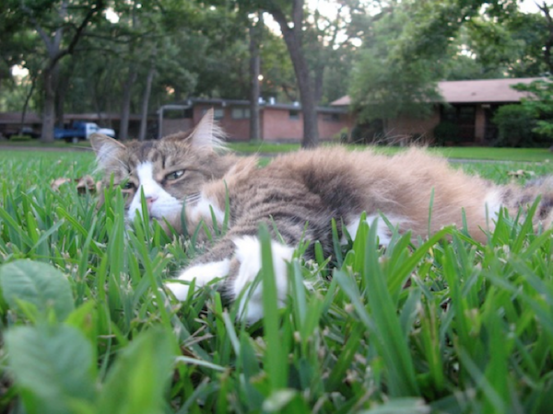 Cat in Garden - 7 Possible Dangers That Linger Around For Outdoor Loving Cats - Budget Pet World Blog