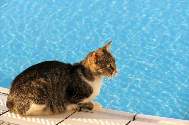 Cat Near Poolside - 7 Possible Dangers That Linger Around For Outdoor Loving Cats - Budget Pet World Blog