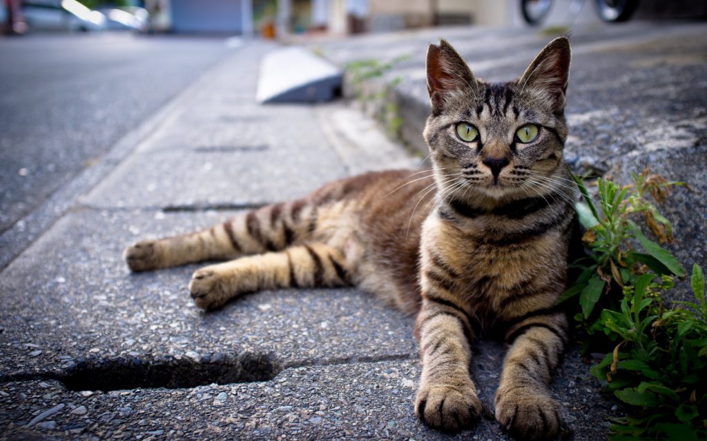 Cat Sidewalk - 7 Possible Dangers That Linger Around For Outdoor Loving Cats - Budget Pet World Blog