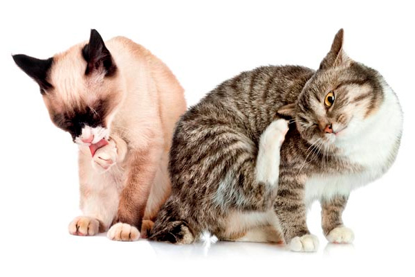 Flea and tick on cats - 7 Possible Dangers That Linger Around For Outdoor Loving Cats - Budget Pet World Blog