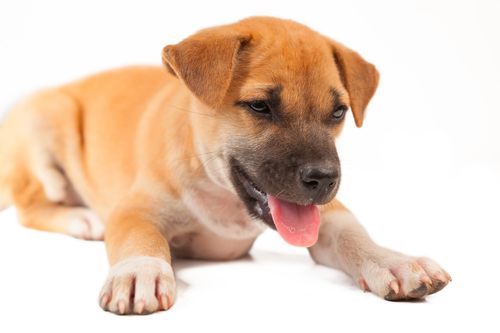 Rapid Breathing in Dogs - Budget Pet World Blog