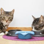 Obesity In Felines: Myth And Facts Behind It