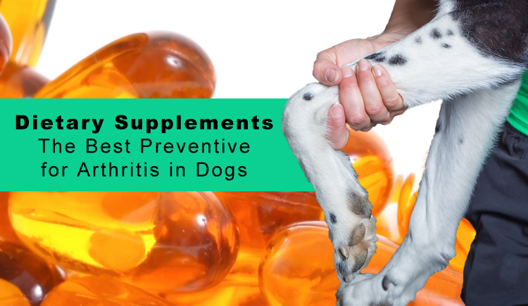 Dietary Supplements- The Best Preventive for Arthritis in Dogs ... - Dietary Needs Of Dogs With Arthritis