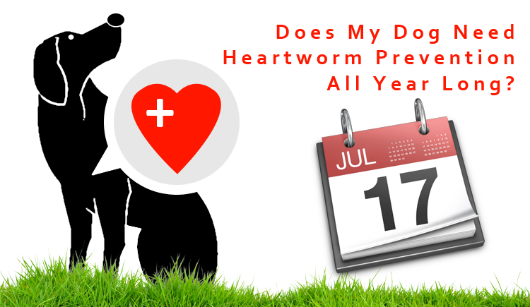 Does My Dog Need Heartworm Prevention all Year Long?