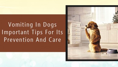 Vomiting in Dogs Important Tips for Its Prevention and Care