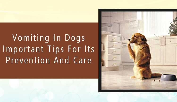 Vomiting in Dogs Important Tips for Its Prevention and Care
