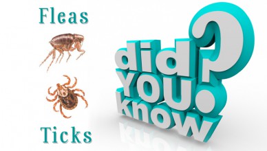 Did You Know about Fleas and Ticks