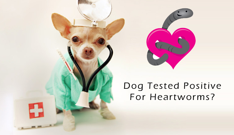 Dog Tested Positive For Heartworms