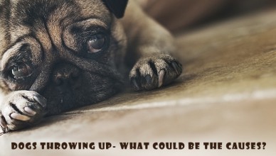 VOMITING DOG