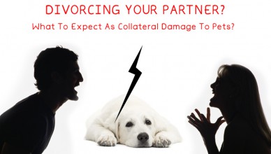 Pets are affected by relationship troubles