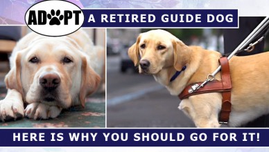 adopting retired dogs
