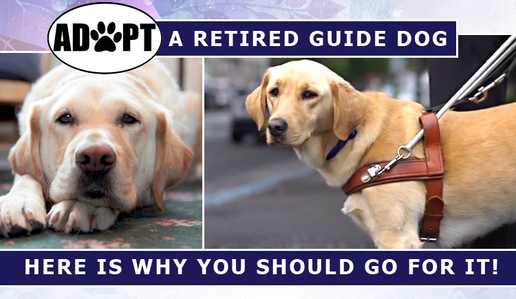 Adopting A Retired Guide Dog- Here Is 