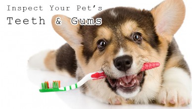 Pet's teeth care | dental care of Pets