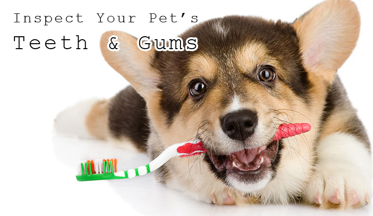 Pet's teeth care | dental care of Pets