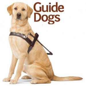 retired guide dogs' adoption benefits