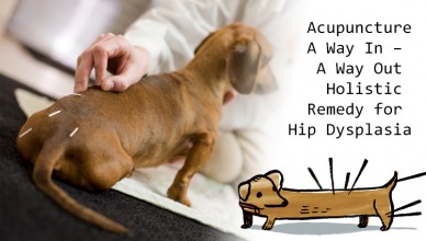 Hip Dysplasia And Acupuncture For Dogs