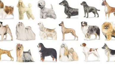 Most Popular Dog Breeds in America 2016