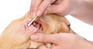 Parasites-Cause-Ear-Infection-in-Pet