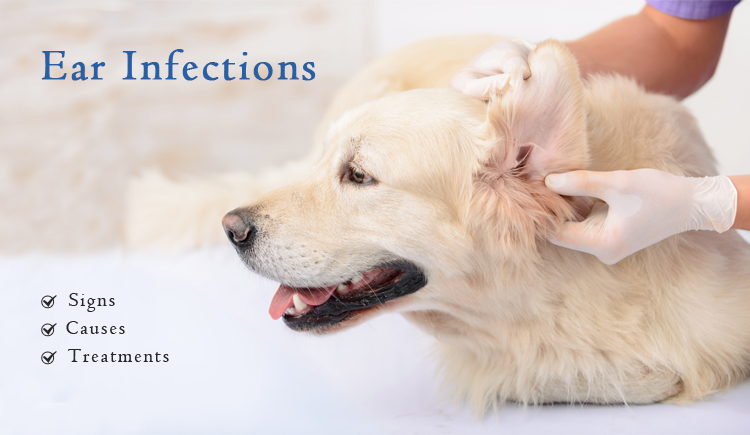 ear infections in pets