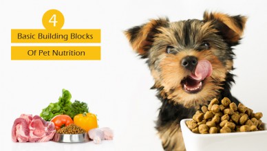 Basic Pet Nutrition