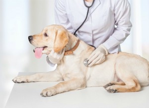 heartworm treatment and preventatives in dogs