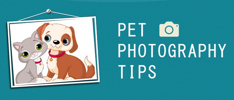 Pet Photography Tips