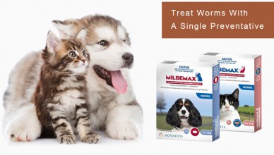 Treat Five Worms In Your Pets