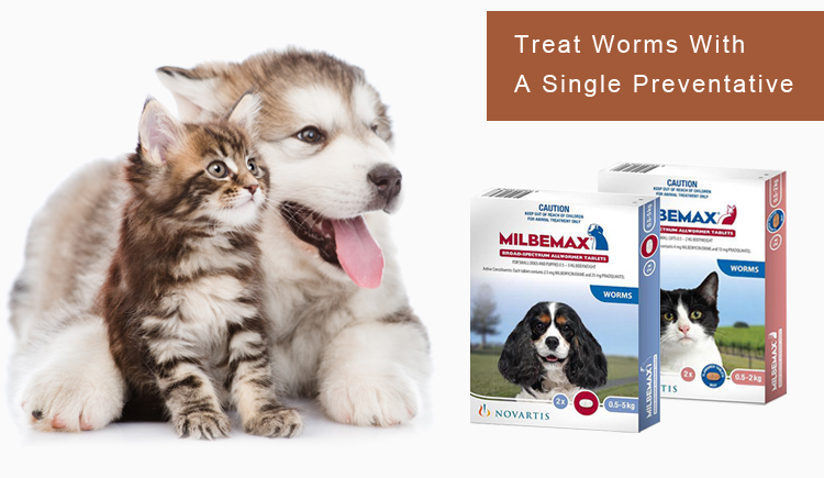 Treat Five Worms In Your Pets