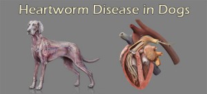 Heartworm Diseases In Dogs & Treatment