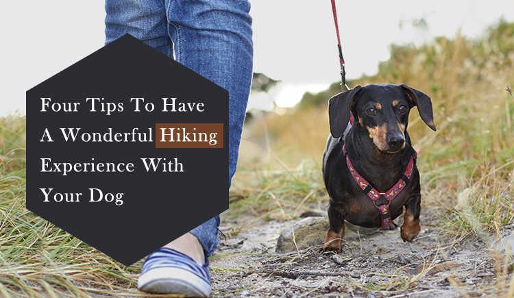 Tips To Enjoy The Great Outdoors With Your Dog