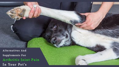 Arthritis & Joint Pain supplements for dogs