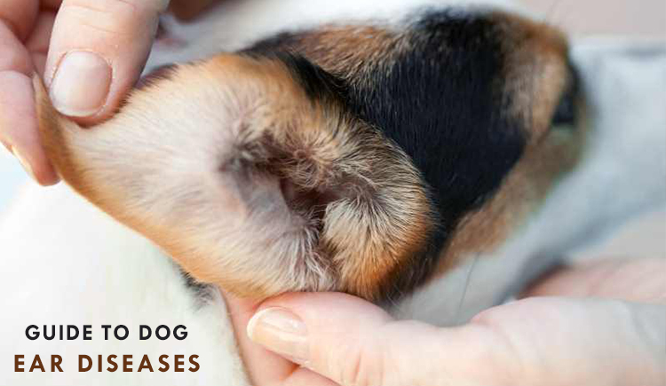 Guide To Dog Ear Diseases
