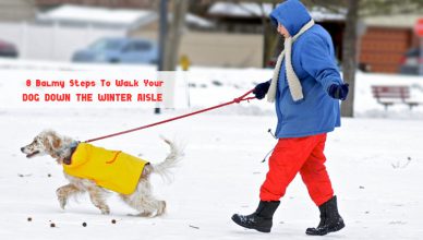 dog walk in cold winter