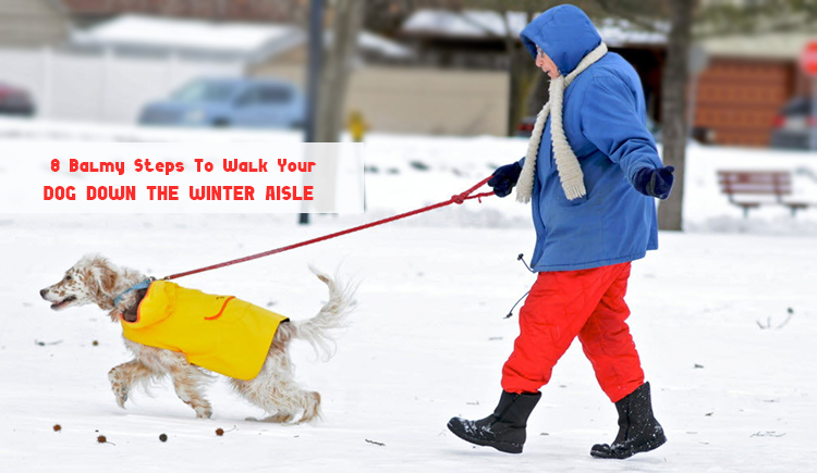 Steps To Walk Your Dog Down The Winter Aisle - BudgetPetWorld
