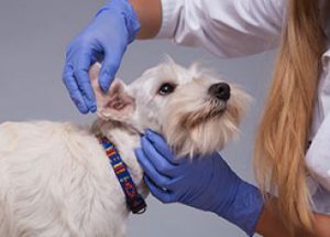 Ear Infections in Dog